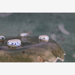 Fad bordfad keramik unika 